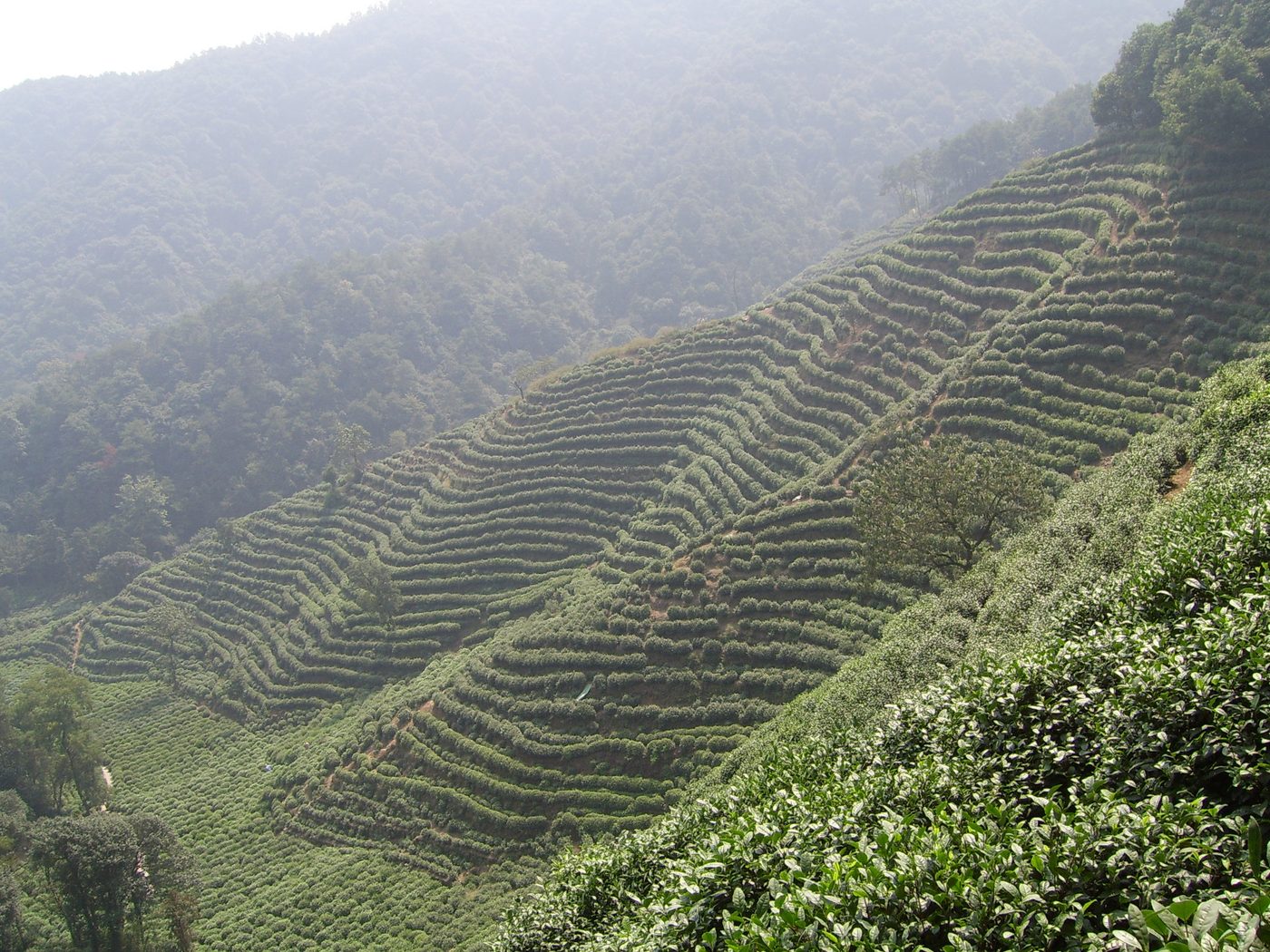 Chinese Tea Village Experience